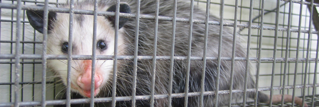 Opossum trapping: how to trap an opossum